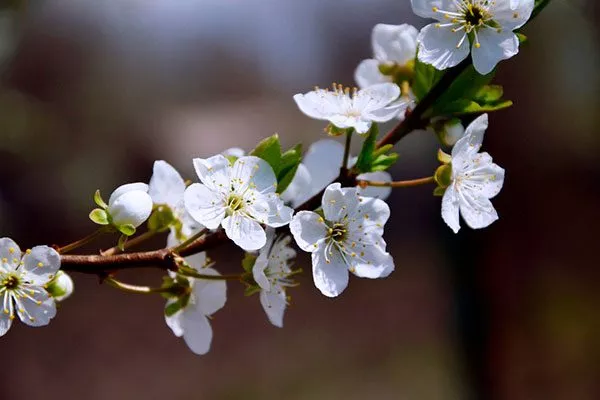 цветок сливы сравнение15