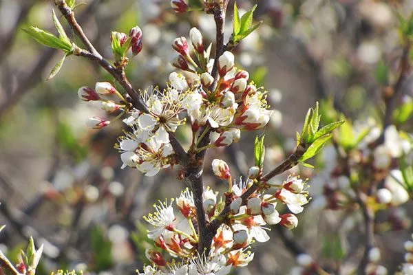 цветущая нет плодов у алычи12