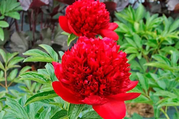 цветы пиона Ред Чарм17