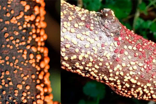 Туберкуляриоз (усыхание ветвей) Болезни вредители ирги25