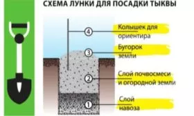 схема лунки для посадки тыквы Турецкий тюрбан