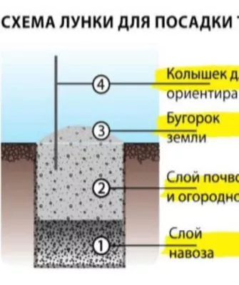 схема лунки для посадки тыквы Турецкий тюрбан