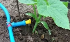 полив тыквы Турецкий тюрбан