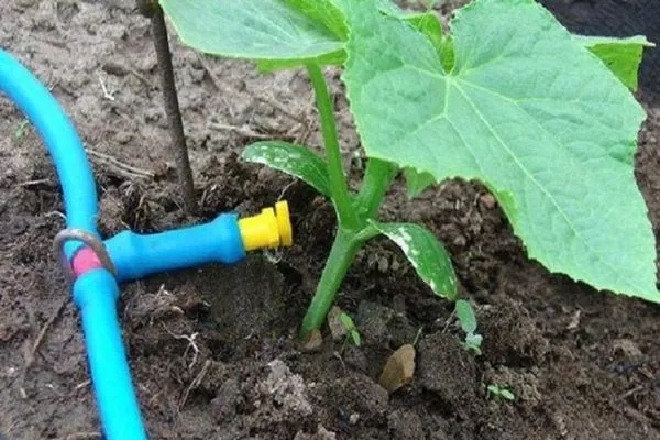 полив тыквы Турецкий тюрбан