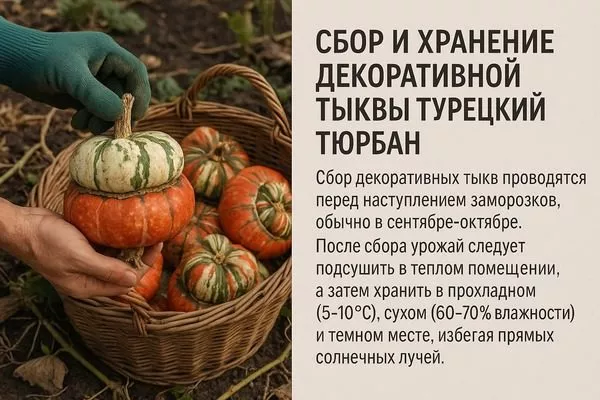 сбор урожая тыквы Турецкий тюрбан