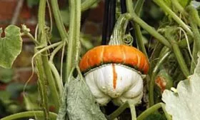 куст Турецкий тюрбан