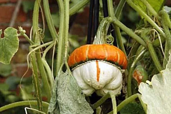 куст Турецкий тюрбан