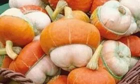 плоды сорта Турецкий тюрбан свежесорванные