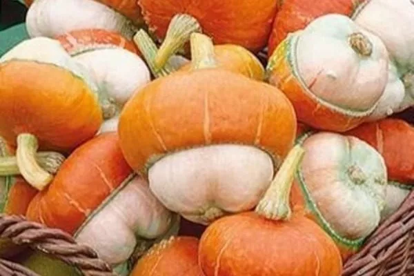 плоды сорта Турецкий тюрбан свежесорванные