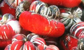 крупные чалмовидные тыквы типа Тюрбан