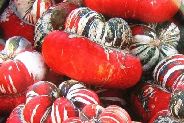 крупные чалмовидные тыквы типа Тюрбан