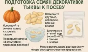 подготовка семян Турецкий тюрбан к посеву