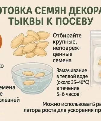 подготовка семян Турецкий тюрбан к посеву