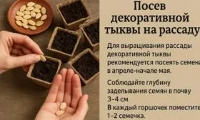 посев Турецкий тюрбан на рассаду