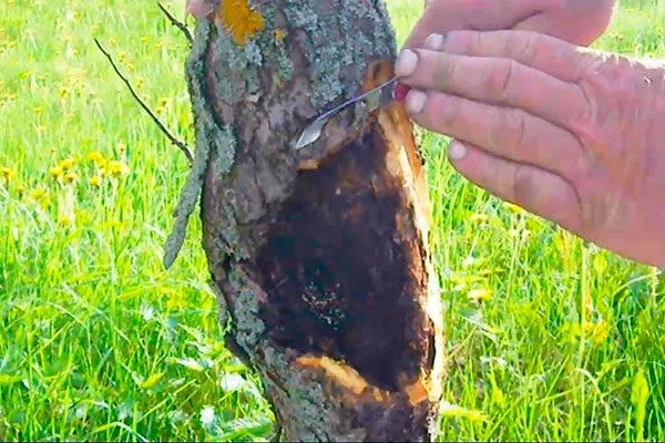 удалите омертвевшие или отслаивающиеся участки коры трескается кора груши20