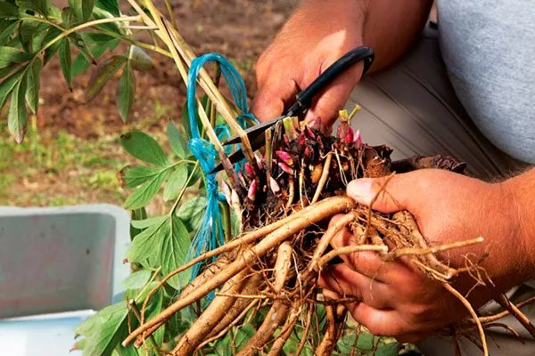 Удалите все повреждённые, больные или слишком старые участки корневища пересадка пионов30