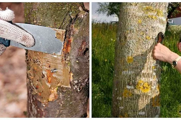 удалять загнившие и почерневшие листья от парши