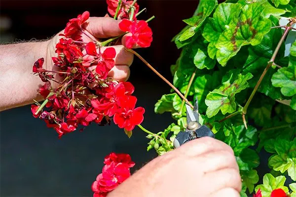Удаляйте отцветшие соцветия Формирование герани25