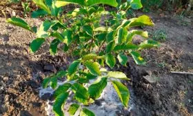 Удобрение грецкого ореха Удобрение грецкого ореха25