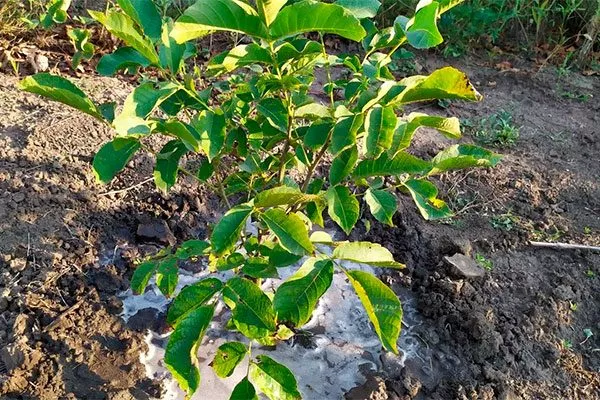 Удобрение грецкого ореха Удобрение грецкого ореха25