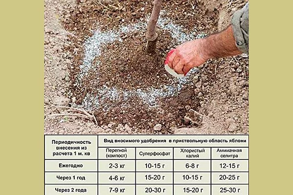 удобрение посадка алычи34