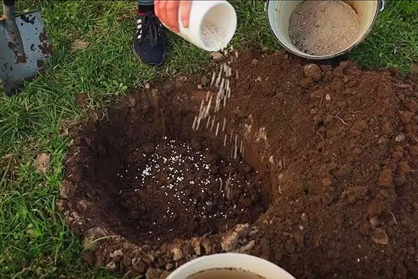 удобрение при посадке методы размножения пионов46