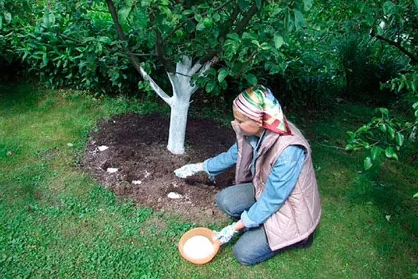 удобрение сухое Подкормка алычи43