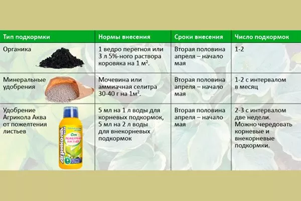 удобрения груши Память Жегалова25