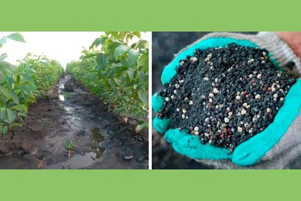 удобрения Удобрение грецкого ореха26