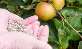 Удобрения яблони Августа