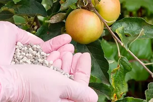 Удобрения яблони Августа