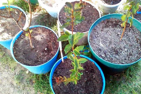 уход за черенками размножение алычи39