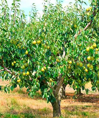 уход за грушей