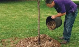 Уход за почвой груши Память Жегалова26