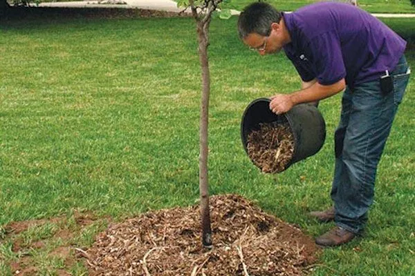 Уход за почвой груши Память Жегалова26