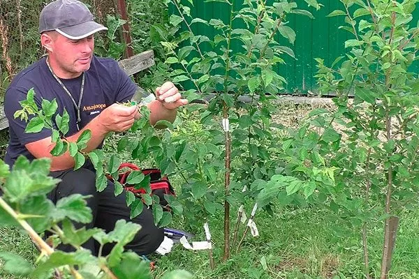 Уход за привитой алычой размножение алычи38