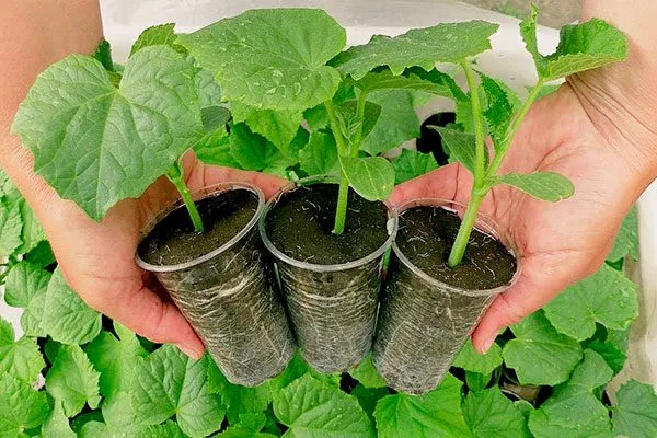 Уход за рассадой огурцов Санькина любовь24