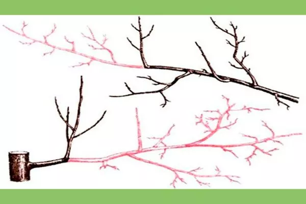 укорачивание веток Обрезка хурмы21