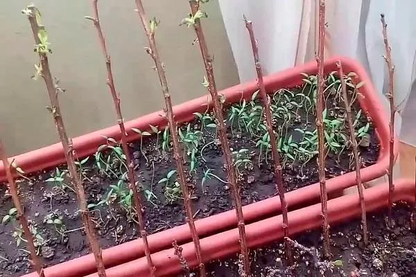 Укоренение в домашних условиях размножение алычи36