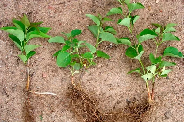 укорененные черенки Размножение ирги27