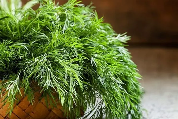 укроп Император