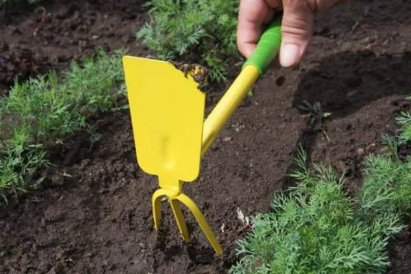 рыхление посадки укропа Император