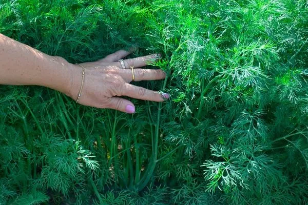 сбор урожая укропа Император