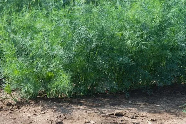 укроп Император на грядке