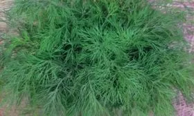 зелень укропа Император