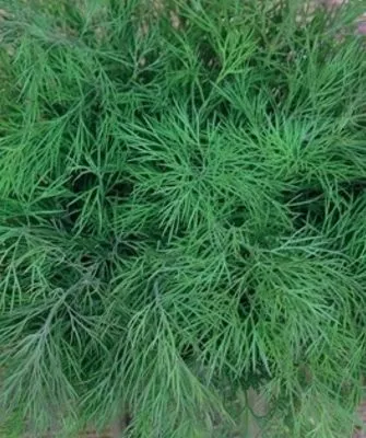 зелень укропа Император