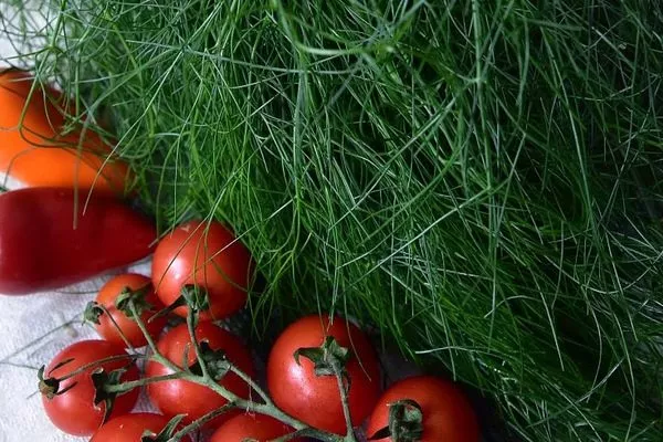 укроп Император сочетается со свежими овощами