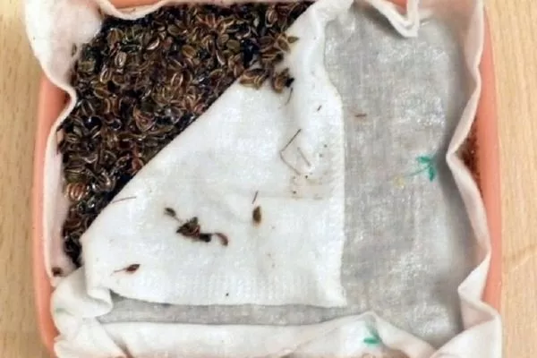 подготовка семян Императора к посеву