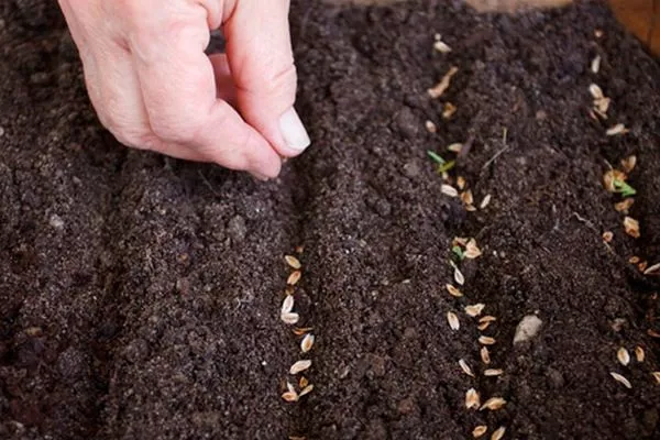 посев укропа Император