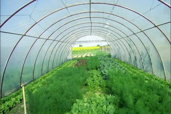 укроп Император в теплице